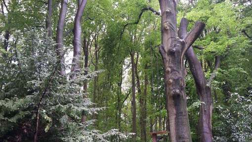 Beuken bomen rooien in Amersfoort